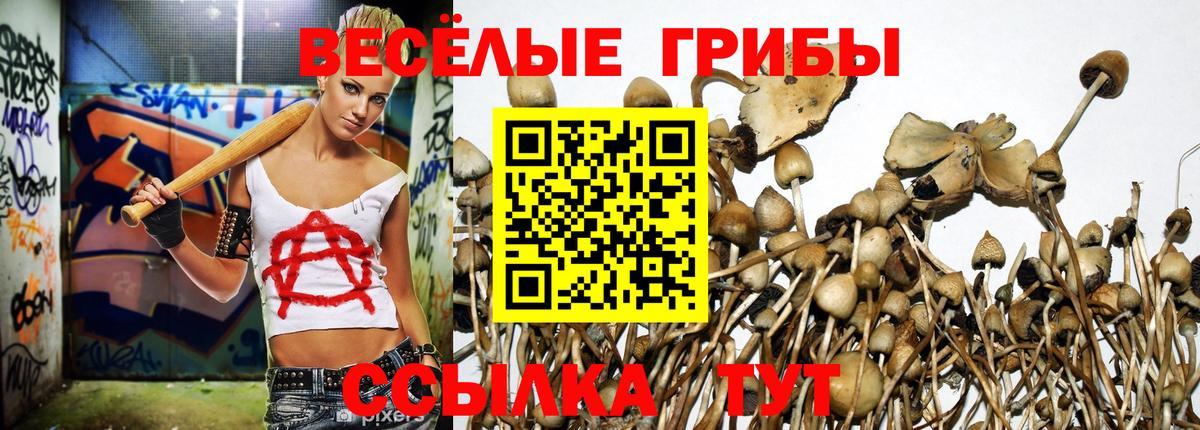 Галлюциногенные грибы Psilocybine cubensis  Галлюциногенные грибы прущие грибы  Бутурлиновка 